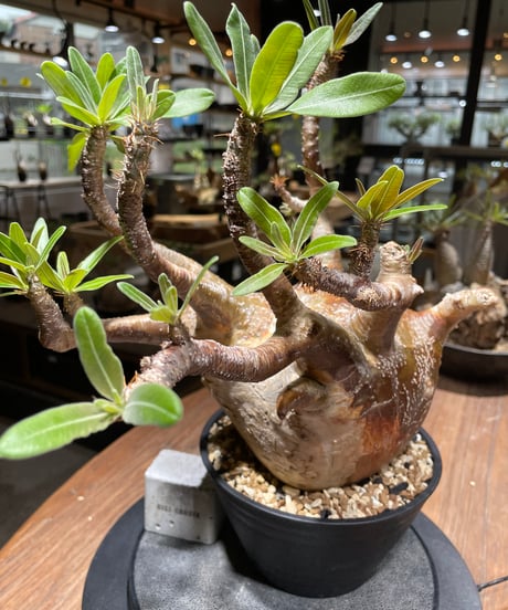 パキポディウム グラキリス　Pachypodium gracilius 　発根済　(gk-464)