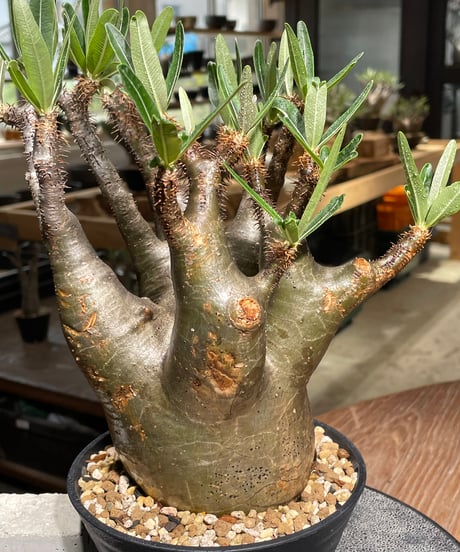 パキポディウム グラキリス　Pachypodium gracilius 　発根済　(gk-543)