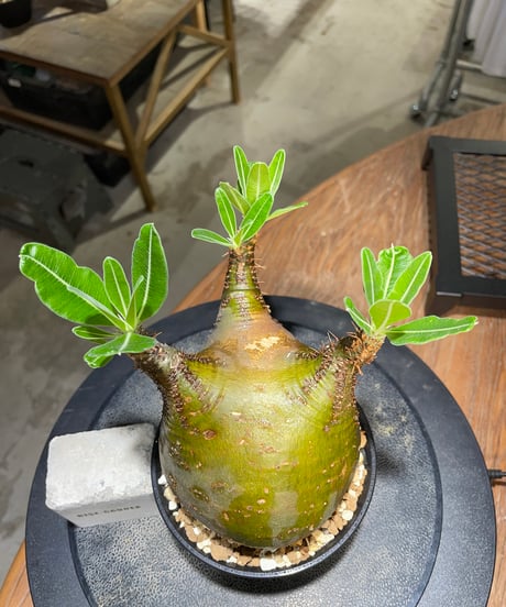 パキポディウム グラキリス　Pachypodium gracilius 　発根済　(gk-511）