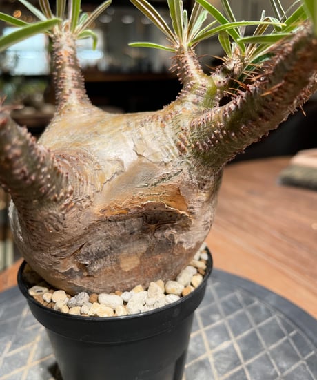 パキポディウム グラキリス　Pachypodium gracilius 　発根済　(gk-382)
