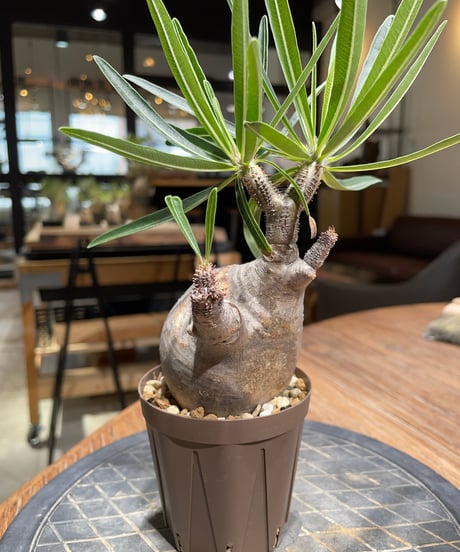 パキポディウム グラキリス　Pachypodium gracilius 　発根済　(gk-385)