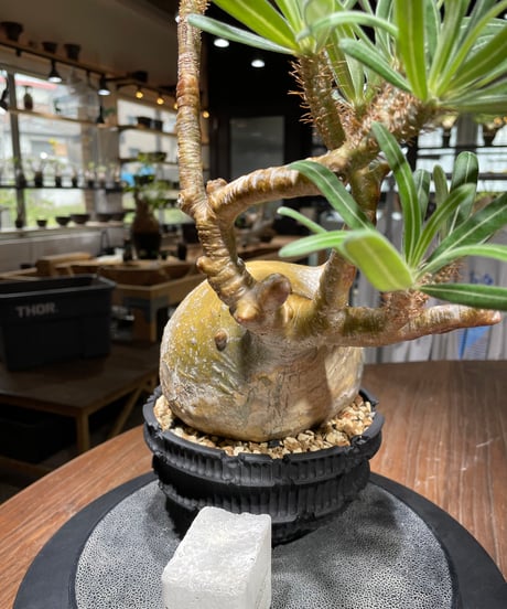 パキポディウム グラキリス　Pachypodium gracilius 　発根済　(gk-444）dip鉢