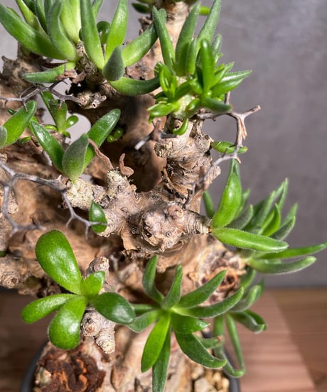 チレコドン レティキュラータス　Tylecodon reticulatus　万物想 　発根済　(商品番号cr-15valiem)VALIEM 　BLOCK　sizeM　(VALIEM巾着、タグ付き)
