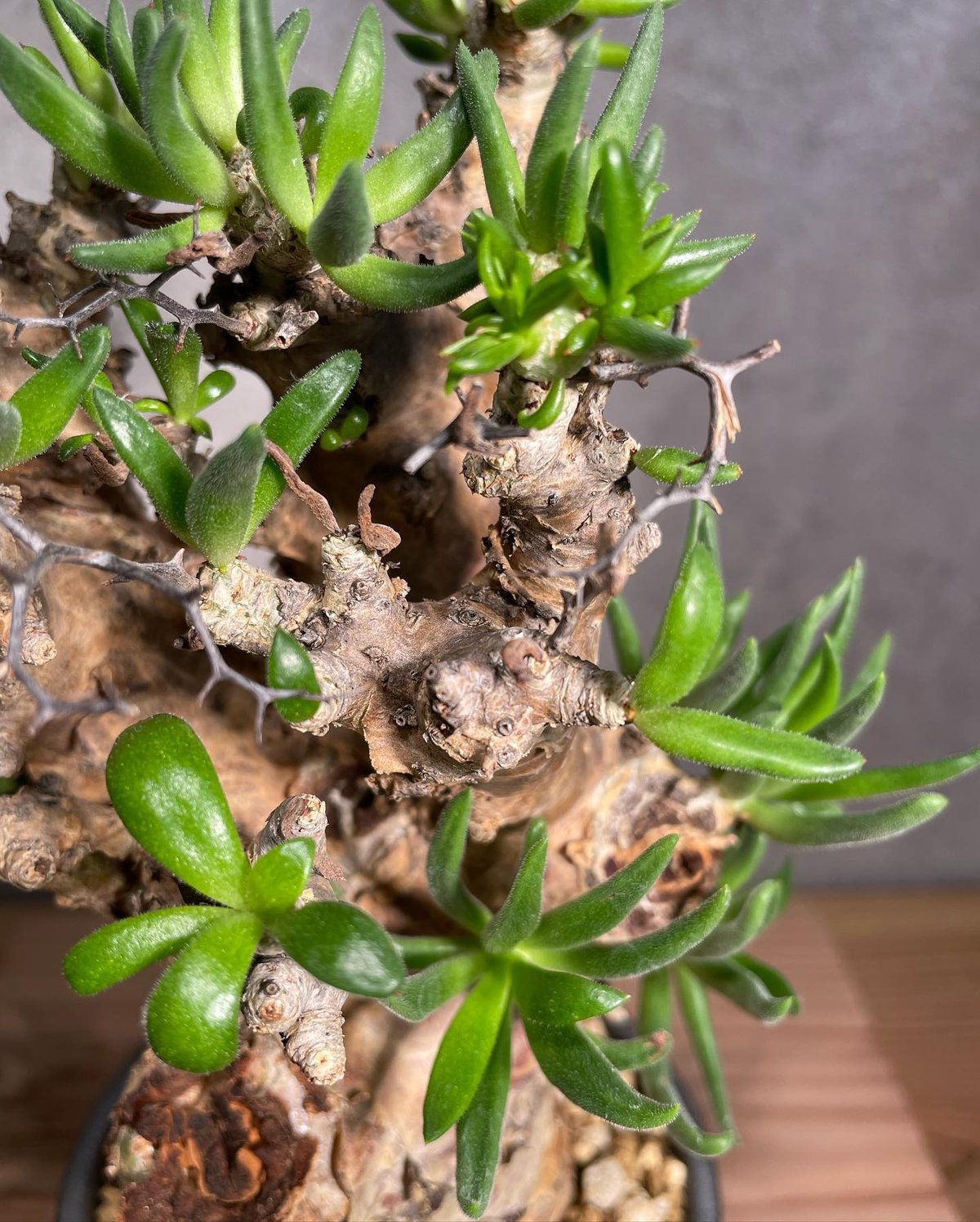 Tylecodon reticulatusチレコドンレティキュラータス万物想 Amazon｜【現品限り】チレコドン・レティキュラータス 現地株 発