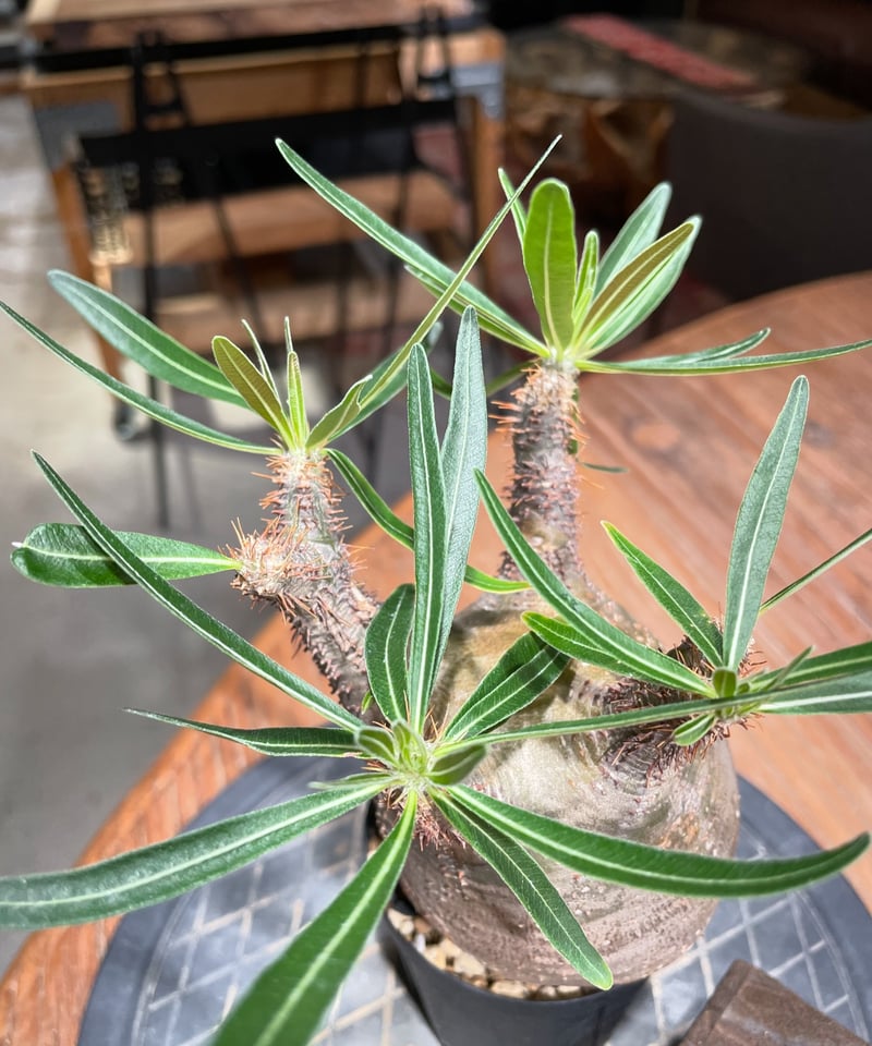 パキポディウム グラキリス Pachypodium gracilius 発根済 (gk-38...