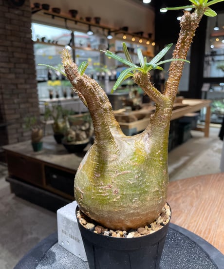 パキポディウム グラキリス　Pachypodium gracilius 　発根済　(gk-468)