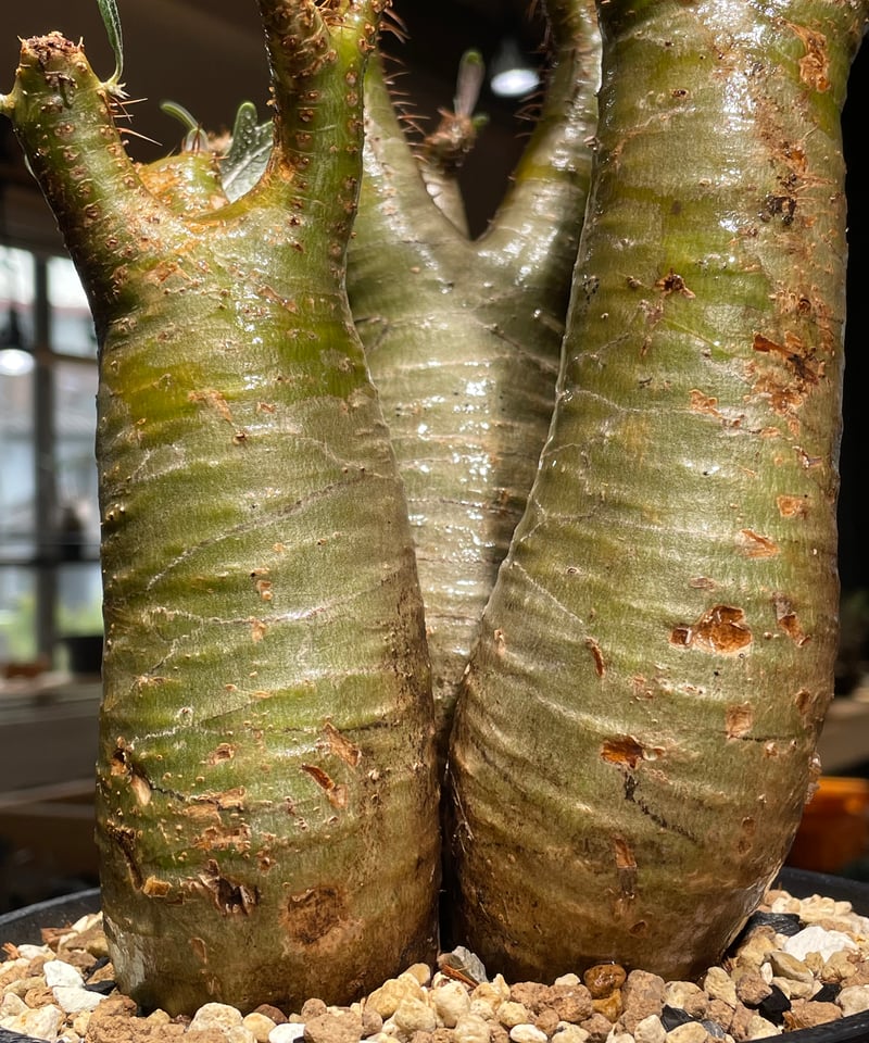 パキポディウム グラキリス 多頭 Pachypodium gracilius 発根済