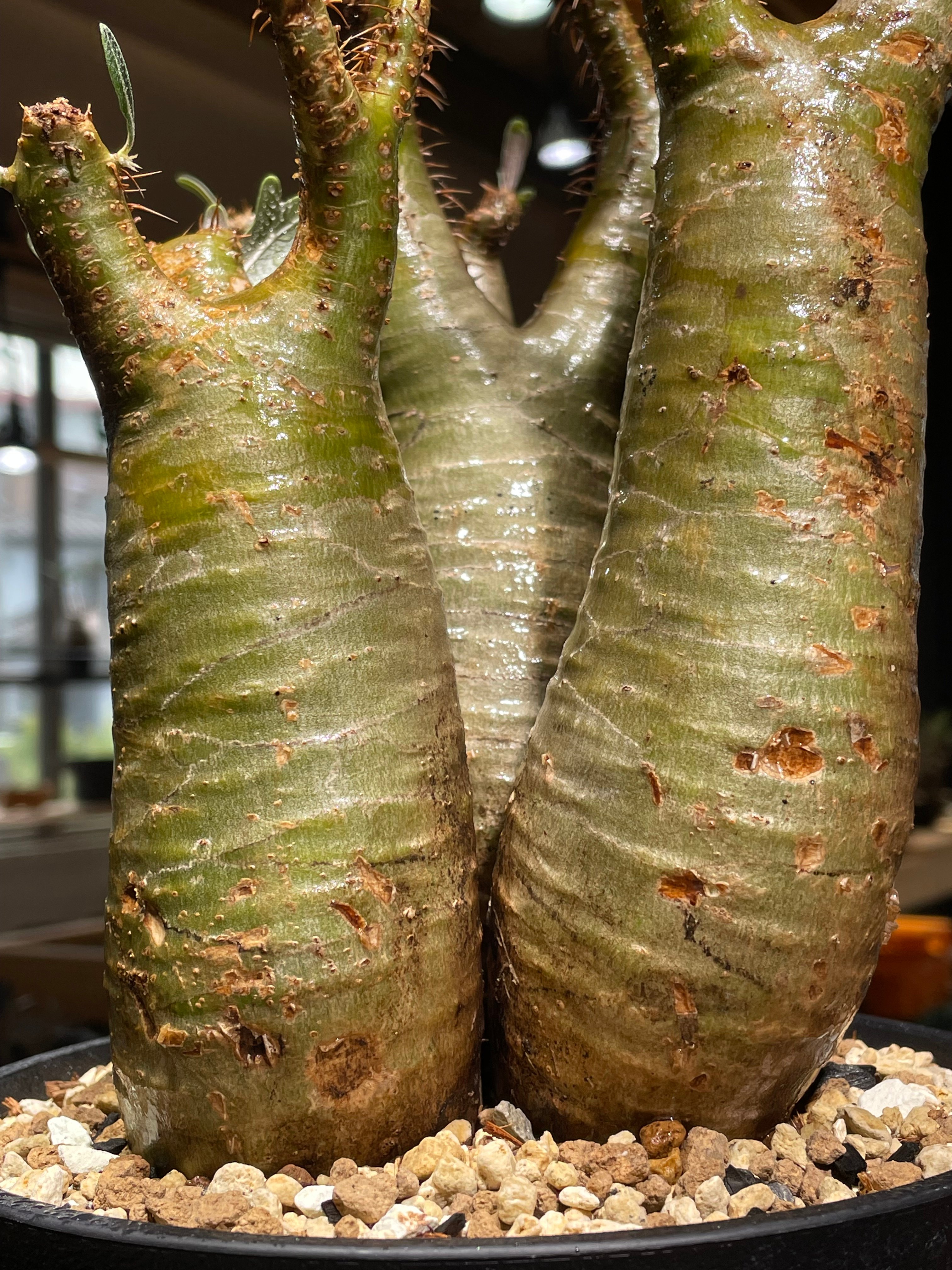 多頭Pachypodium graciliusパキポディウムグラキリス実生発根済 パキポディウム グラキリス 多頭 Pachypodium gracilius 発根済 (gk
