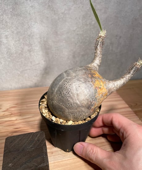 パキポディウム グラキリス　Pachypodium gracilius 　発根済　(商品番号gk-38)