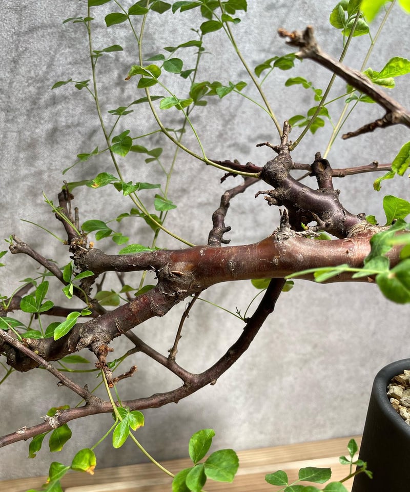 コミフォラ ボラネンシス 発根済 (商品番号bn-2valiem) (VALIEMタグ