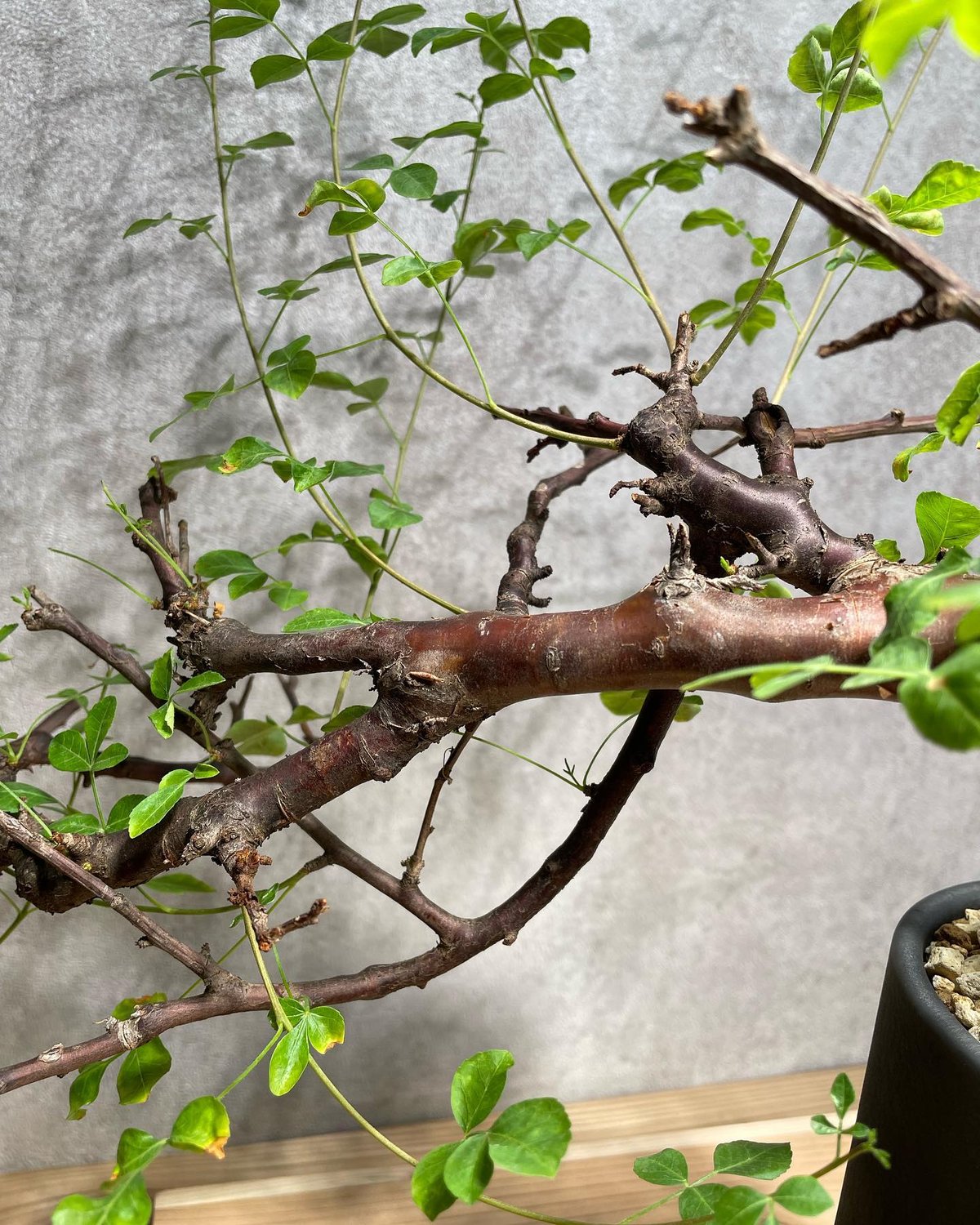 Commiphora omundomba レア 発根済