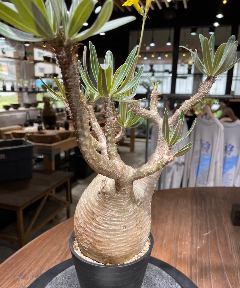 【発根済み】パキポディウム　グラキリス 幹幅　10cm 園芸ネット本店｜パキポディウム：グラキリス（発根済み株）4号 22-02