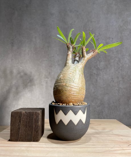 CATEGORY VALIEM鉢植込み | RISE-CAUDEX ONLINE STORE CATEGORY VALIEM鉢植込み | RISE-CAUDEX ONLINE STORE