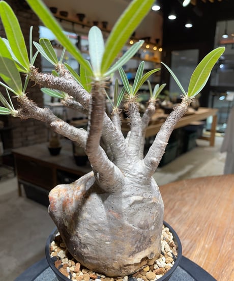 パキポディウム グラキリス　Pachypodium gracilius 　発根済　(gk-454）