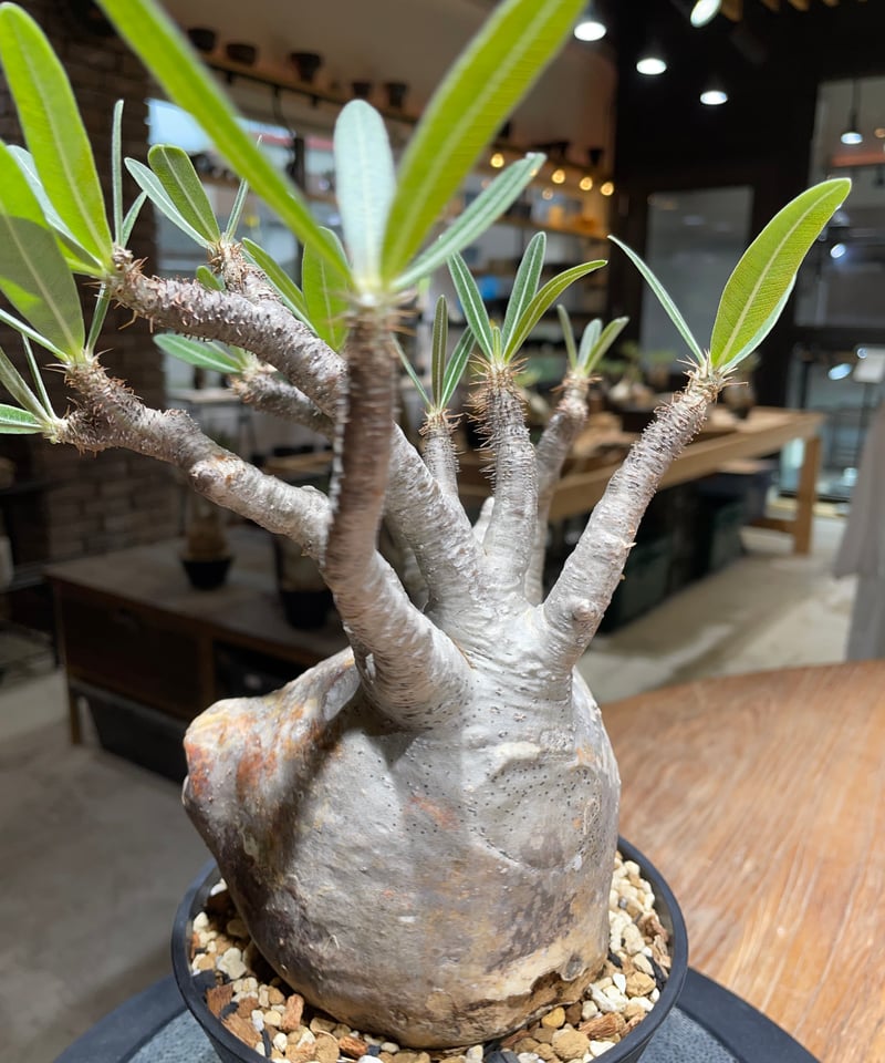 パキポディウム グラキリス Pachypodium gracilius 発根済 (gk-45