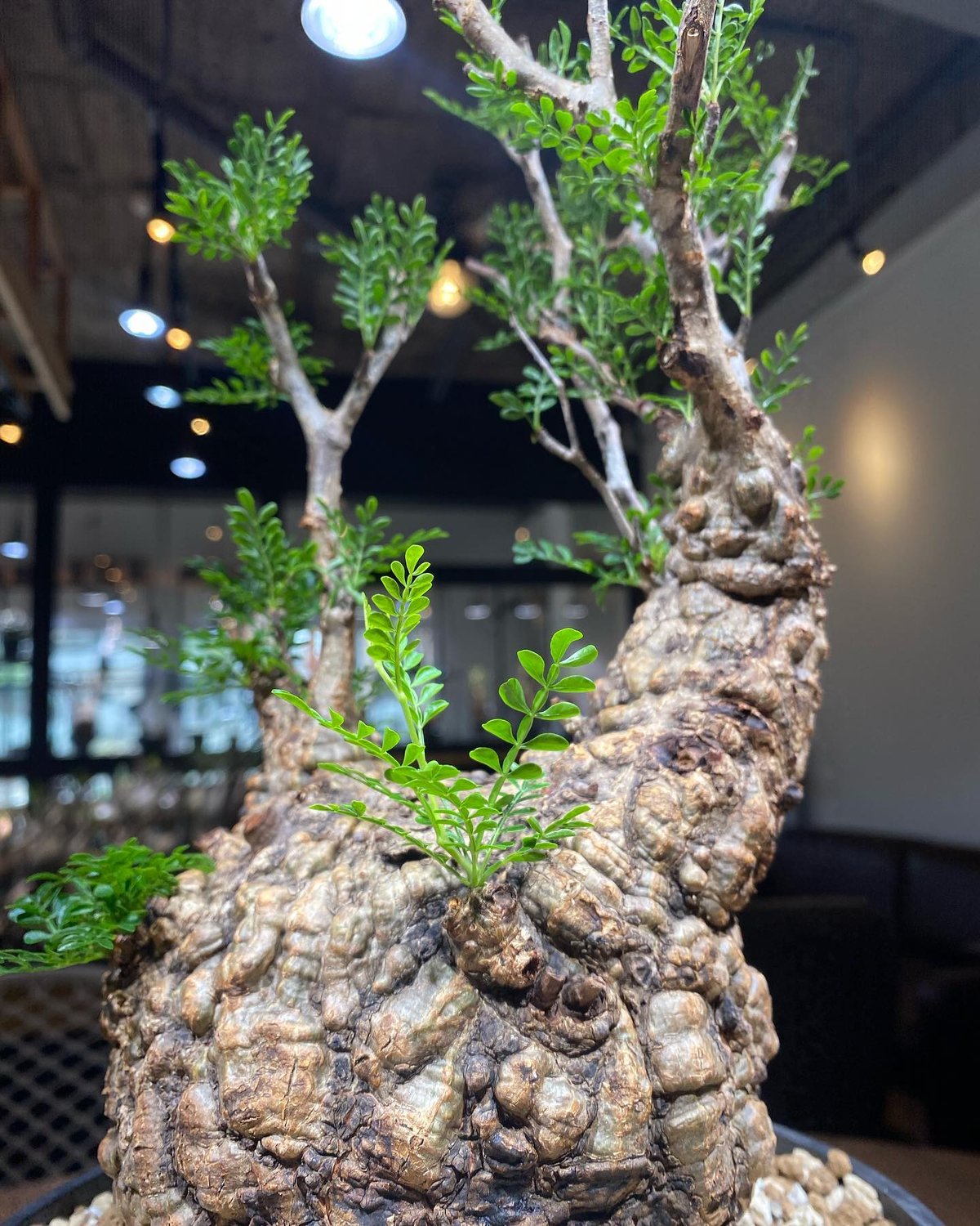 【超希少】オペルクリカリア・パキプス（発根済み）（陶器鉢付き） 31. オペルクリカリア パキプス 鉢セット 【発根済】 | KOBE