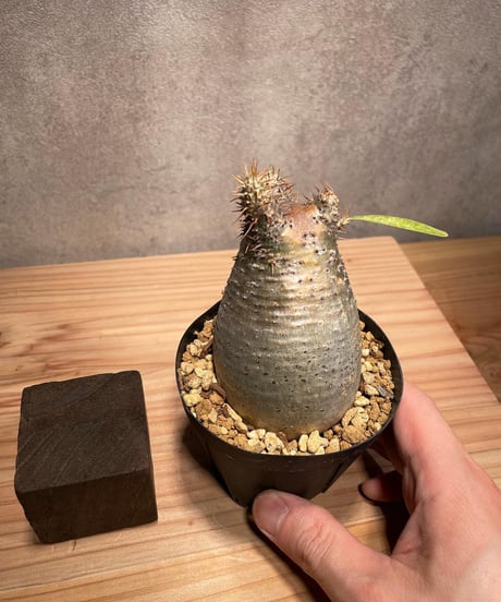パキポディウム グラキリス　Pachypodium gracilius 　発根済　(商品番号gk-46)