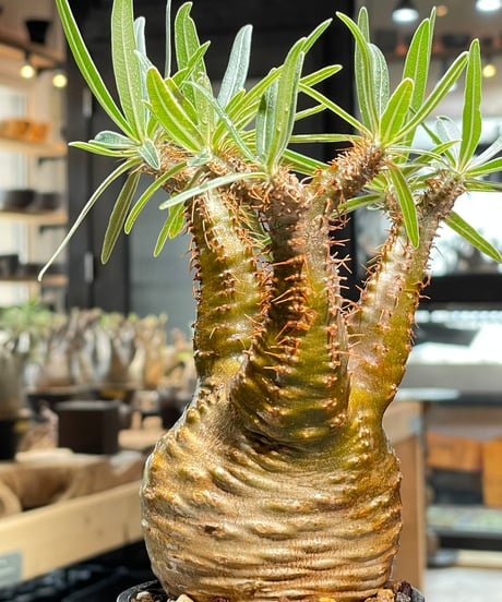 パキポディウム グラキリス　Pachypodium gracilius 　発根済　(gk-521）