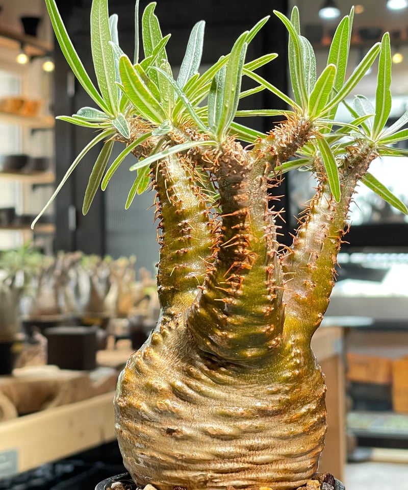 パキポディウムグラキリス　発根済み パキポディウム グラキリス 多頭 Pachypodium gracilius 発根済