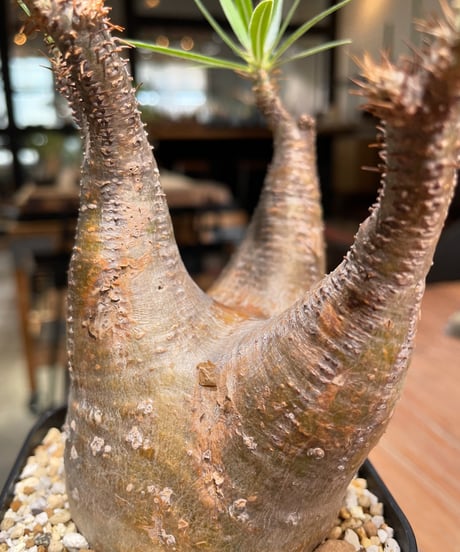 パキポディウム グラキリス　Pachypodium gracilius 　発根済　(gk-380)