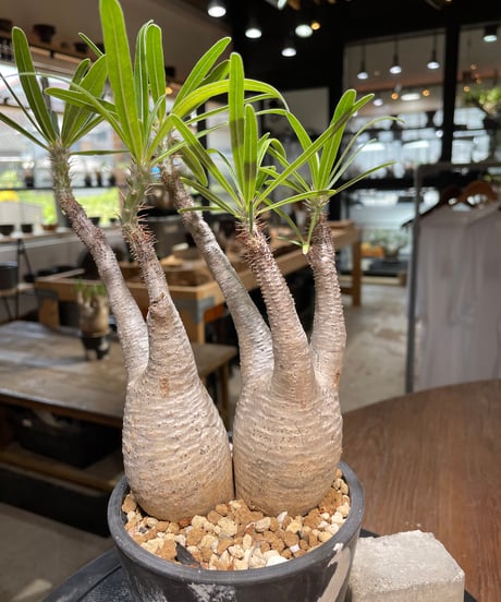 パキポディウム グラキリス　2頭　Pachypodium gracilius 　発根済　(gk-481)