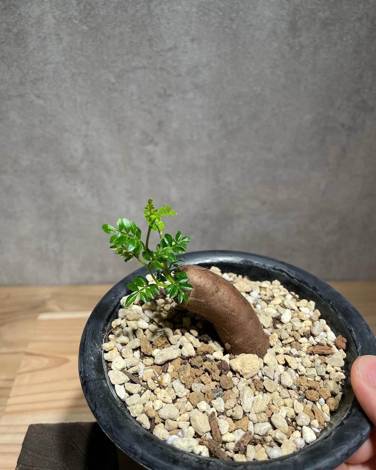 オペルクリカリア パキプス 根差し (商品番号PP-57) | RISE-CAUDEX ONL