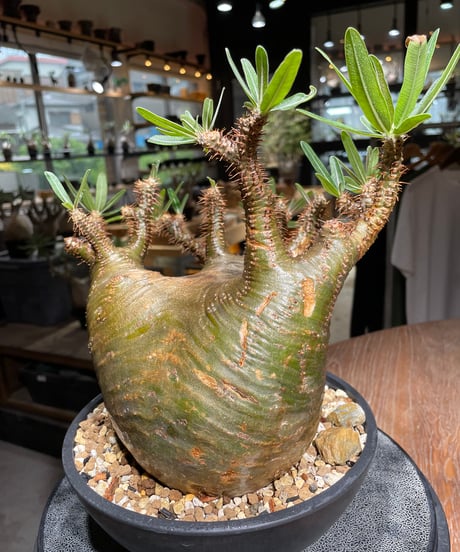 パキポディウム グラキリス　Pachypodium gracilius 　発根済　(gk-536)
