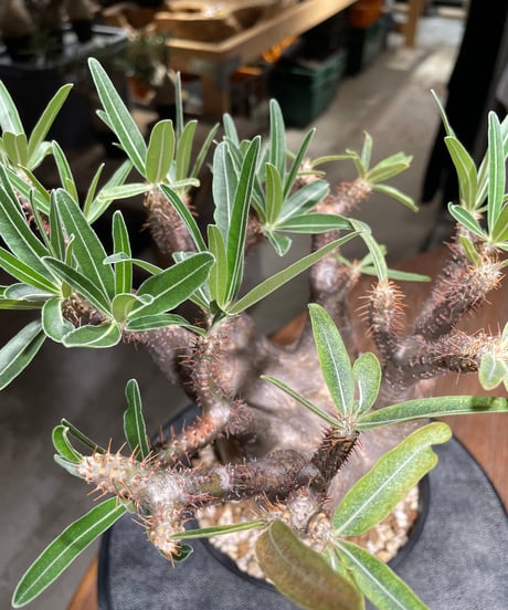 パキポディウム グラキリス　Pachypodium gracilius 　発根済　(gk-531)