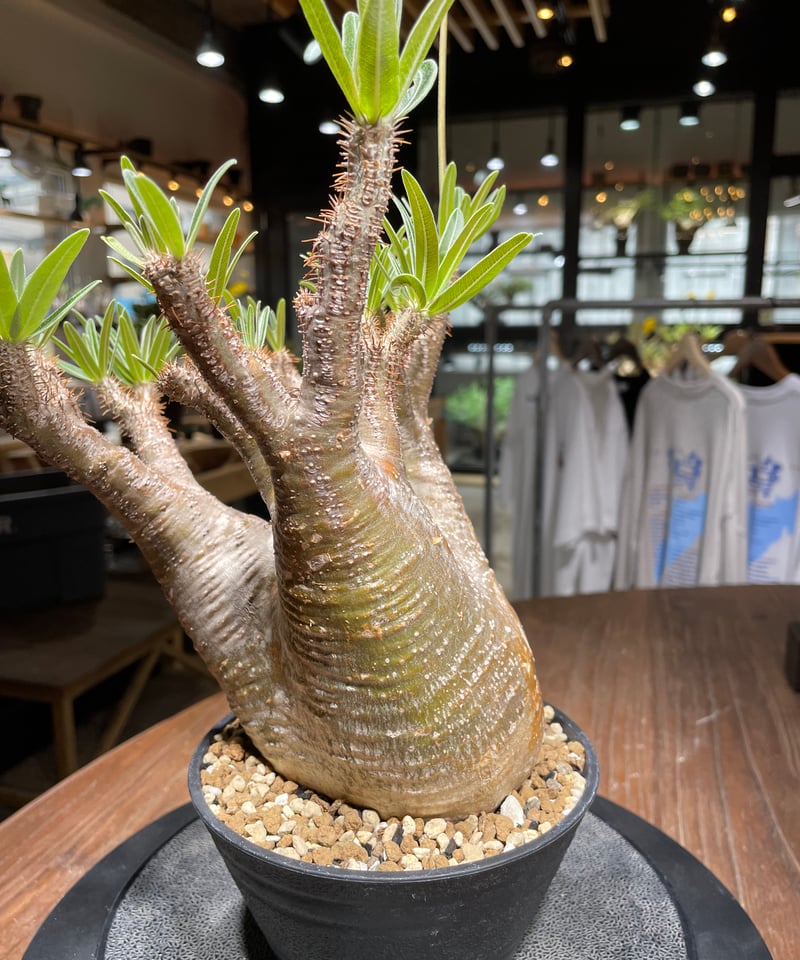 【発根済】グラキリス パキポディウム グラキリス 【現地球/発根済み】HK2402614