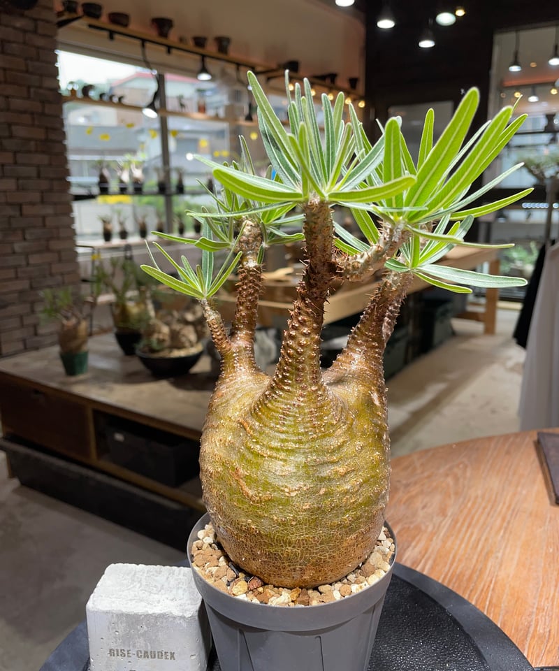 パキポディウム グラキリス Pachypodium gracilius 発根済 (gk-46