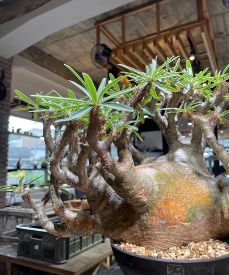 パキポディウム グラキリス　Pachypodium gracilius 　発根済　(gk-496）