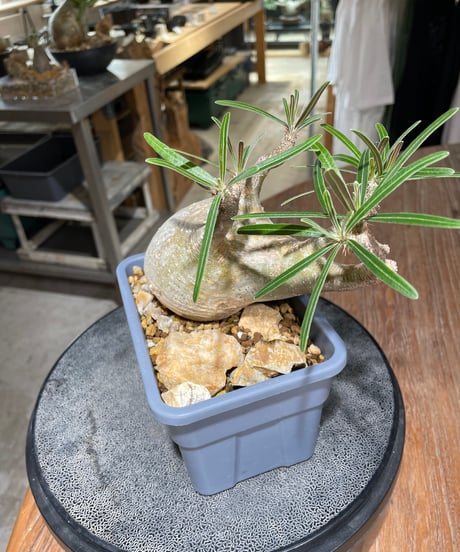 パキポディウム グラキリス　Pachypodium gracilius 　発根済　(gk-553)