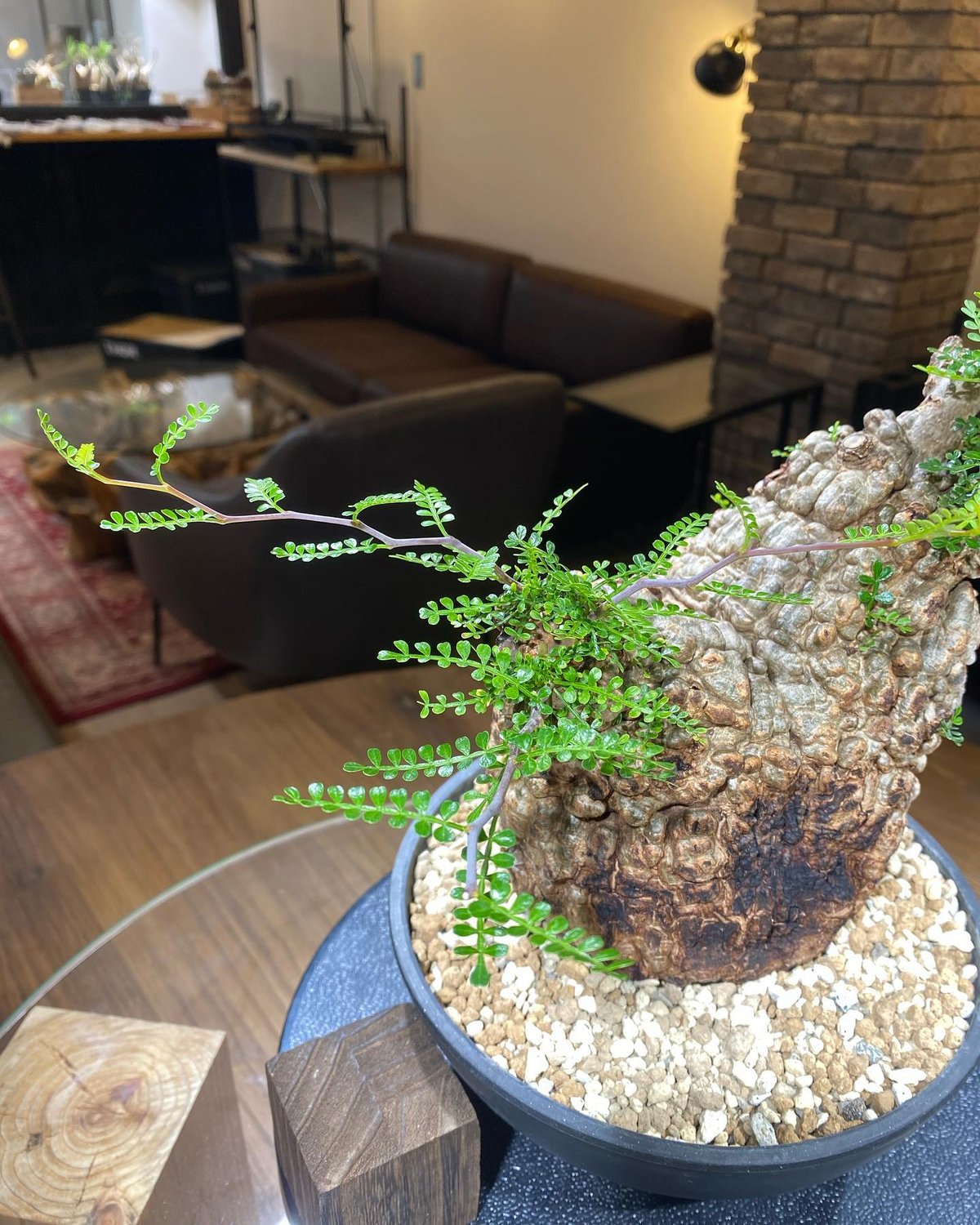 オペルクリカリア パキプス×N/OH 　　発根済み株 オペルクリカリア パキプス×N/OH 発根済み株 オペルクリカリア