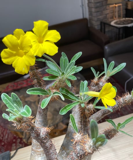 パキポディム グラキリス　Pachypodium gracilius 　発根済　(gk-205)