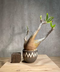 パキポディウム グラキリス　Pachypodium gracilius 　発根済　(商品番号gk-92valiem)  VALIEM 　(VALIEMタグ付き)