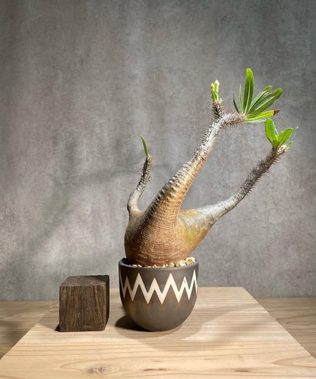 CATEGORY VALIEM鉢植込み | RISE-CAUDEX ONLINE STORE CATEGORY VALIEM鉢植込み | RISE-CAUDEX ONLINE STORE