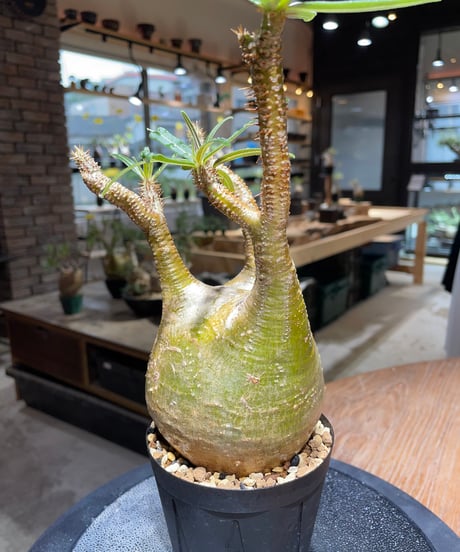 パキポディウム グラキリス　Pachypodium gracilius 　発根済　(gk-468)