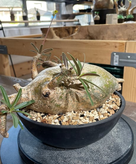 パキポディウム グラキリス　Pachypodium gracilius 　発根済　(gk-433)