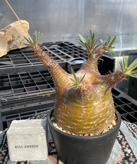 パキポディウム グラキリス　Pachypodium gracilius 　発根済　(gk-422)