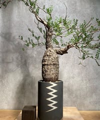 コレクション株　オペルクリカリア　パキプス 作家鉢　姫野翔太さん fit=scale-down,w=1200