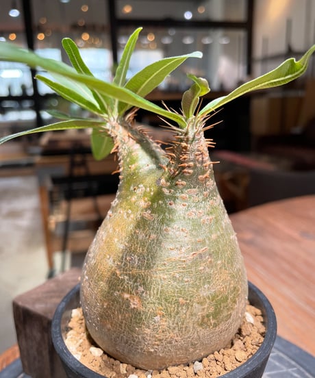 パキポディウム グラキリス　Pachypodium gracilius 　発根済　(gk-379)