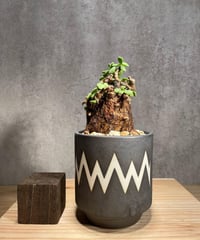 ケラリアピグマエア　発根済み ケラリア ピグマエア／Ceraria pygmaea 発根済 (商品番号pm-3