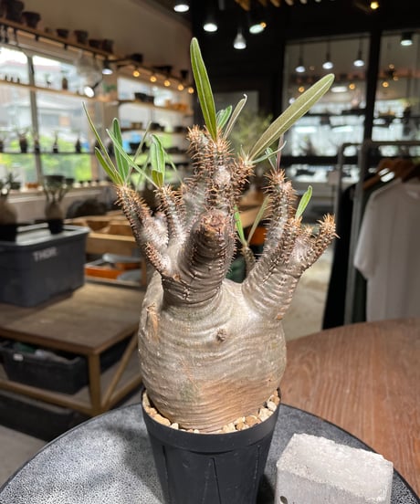 パキポディウム グラキリス　Pachypodium gracilius 　発根済　(gk-529)