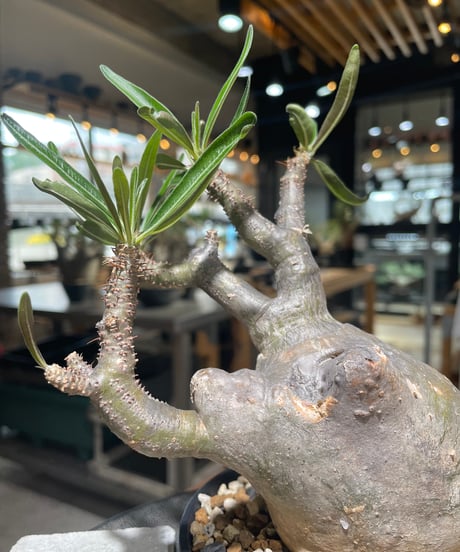 パキポディウム グラキリス　Pachypodium gracilius 　発根済　(gk-558)