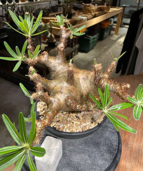 パキポディウム グラキリス　Pachypodium gracilius 　発根済　(gk-536)