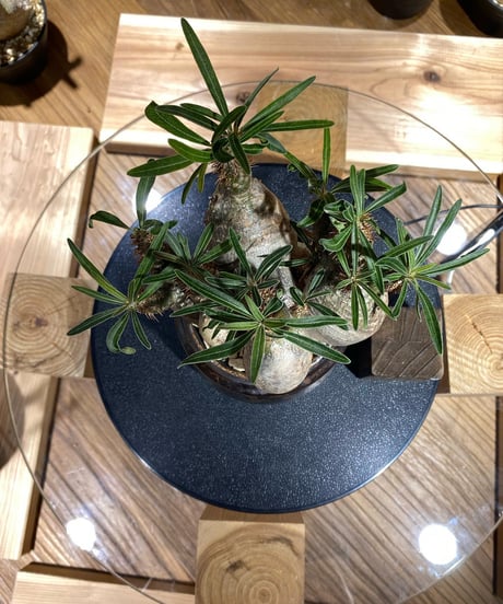 パキポディウム グラキリス　多頭　Pachypodium gracilius 　発根済　(商品番号gk-161）姫野翔太