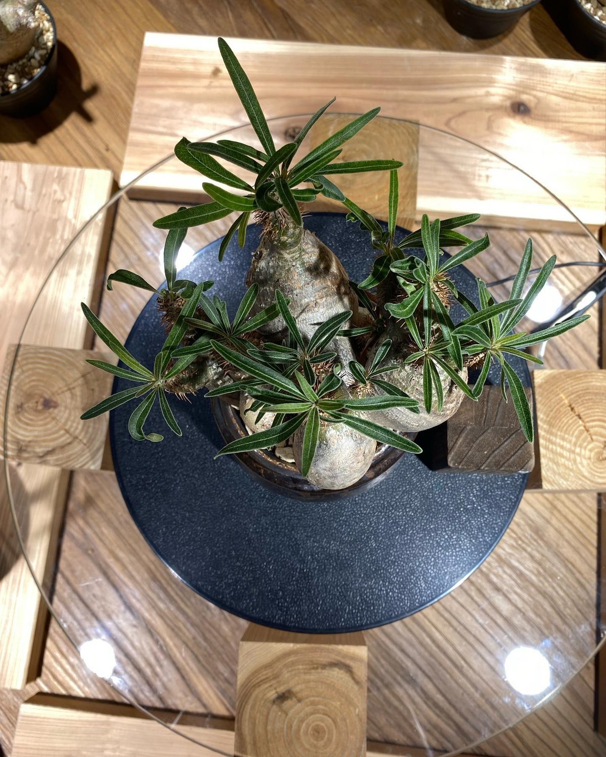 パキポディウム グラキリス 多頭 Pachypodium gracilius 発根済 パキポディウム グラキリス 多頭 Pachypodium gracilius 発根済