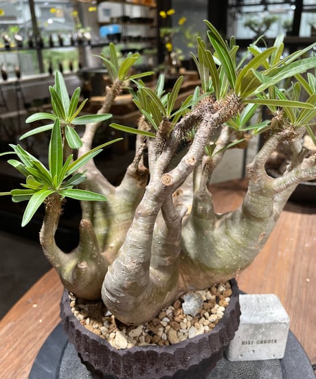 パキポディウム グラキリス　多頭　Pachypodium gracilius 　発根済　(gk-458）鉢 Kuniaki Matsui