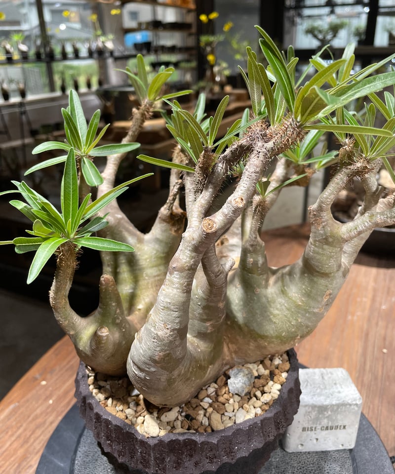 コレクション株 超良型 大株 現地球 パキポディウムグラキリス 山中勇人 y鉢付 コレクション株 超良型 大株 現地球 パキポディウムグラキリス 山中