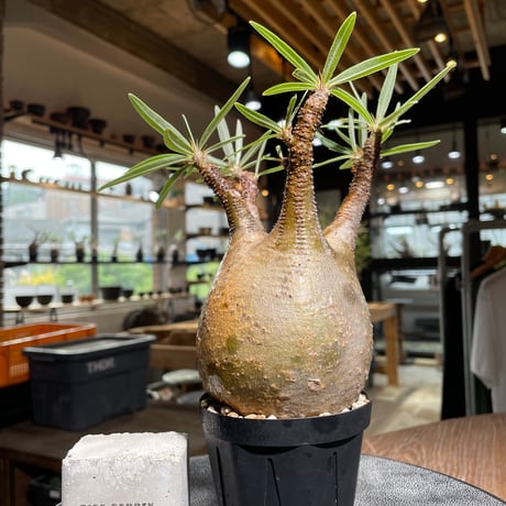 yasuo noto　パキポーズ　グラキリス 発根済 変態 二頭 グラキリス - 象牙宮 - size S ［No.20